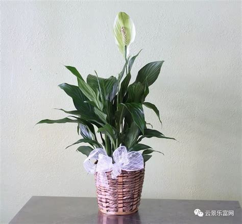 睡房可以放植物吗|适合睡房养的植物排名